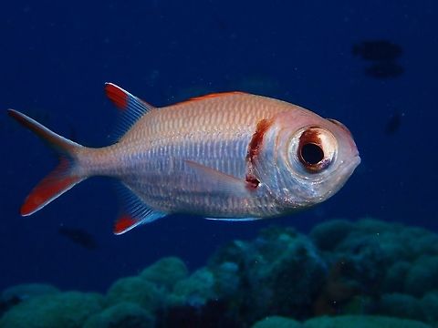 Splendid Soldierfish - Myripristis botche The Splendid Soldierfish - Myripristis botche is white with red scale margins; red dorsal, anal and tail fins with dark lobe tips and narrow white margins, dark brown edge on gill cover. Blacktip soldierfish,Fish,Maldives,Myripristis botche,Soldierfish,Splendid Soldierfish