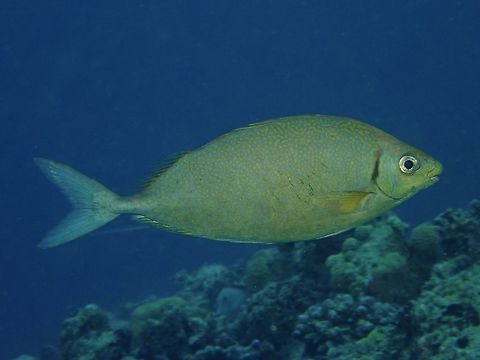 Forktail Rabbitfish - Siganus argenteus The Forktail Rabbitfish - Siganus argenteus is blue to bluish gray with numerous yellow spots and lines (changed to mottled pattern when resting on bottom); deeply forked tail. Fish,Forktail Rabbitfish,Maldives,Rabbitfish,Siganus argenteus,Streamlined Spinefoot