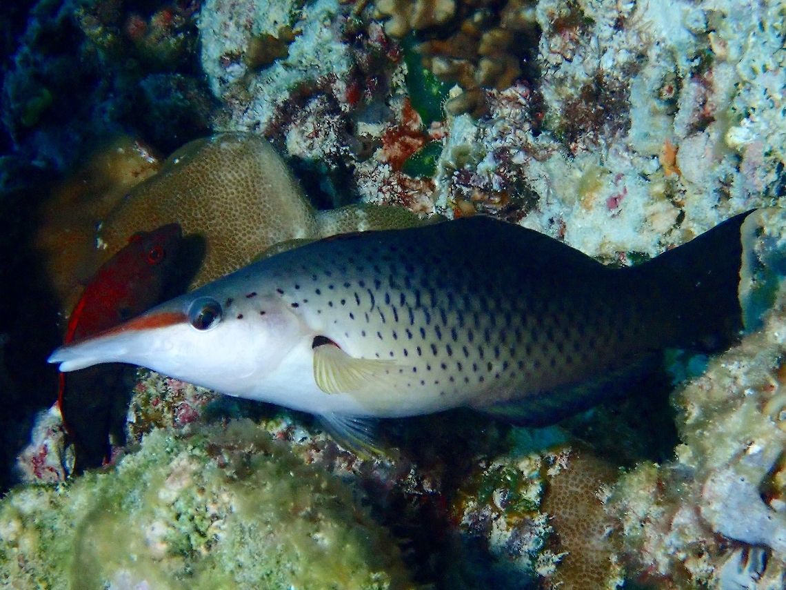 Birs Wrasse - Gomphosus varius  Bird wrasse,Fish,Gomphosus varius,Maldives,Wrasse