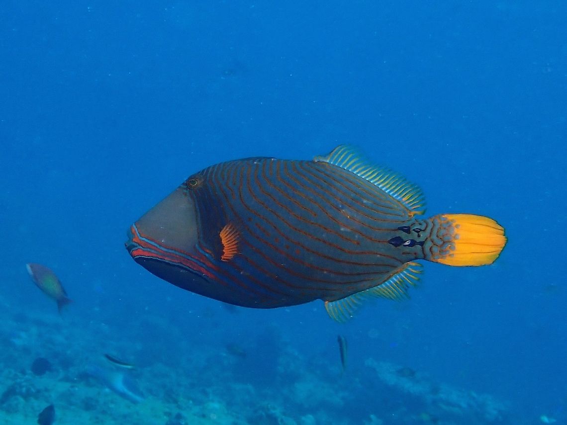 Orange-lined Triggerfish - Balistapus undulatus  Balistapus undulatus,Fish,Maldives,Orange-lined Triggerfish,Triggerfish