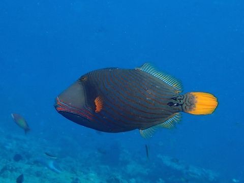 Orange-lined Triggerfish - Balistapus undulatus  Balistapus undulatus,Fish,Maldives,Orange-lined Triggerfish,Triggerfish