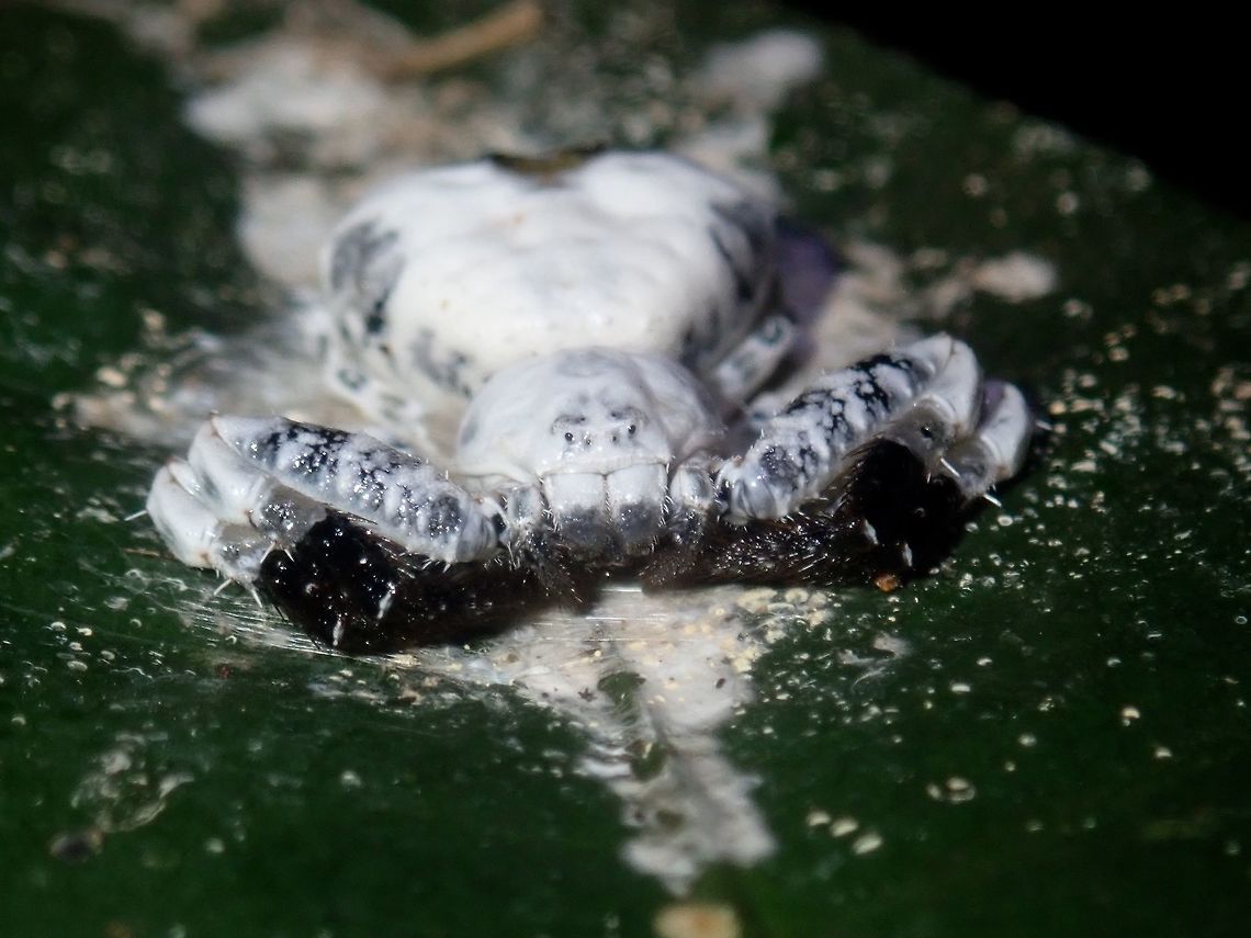 Bird's Poo! Not definitely sure, the ID I was given, indicating most likely Phrynarachne decipiens - Bird Dropping Spider.<br />
This was quite a pleasant surprise, the Spider has somehow managed to cover itself with the whitish stuff and around it (I wonder how it does that) to make it looks like bird&#039;s droppings to attracts other insects to feed on it.<br />
<br />
During the whole duration we were taking picture of this Spider, it doesn&#039;t moves at all, probably thinking by staying still, it is invisible in its camouflage. Bird's Dropping Spider,Palawan,Philippines,Phrynarachne decipiens,Spider
