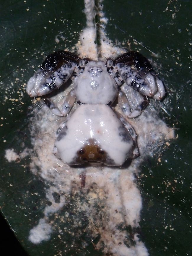Bird's Dropping Spider- Phrynarachne decipiens Top view of the Bird&#039;s Dropping Spider. Bird'd Dropping Spider,Palawan,Philippines,Phrynarachne decipiens,Spider