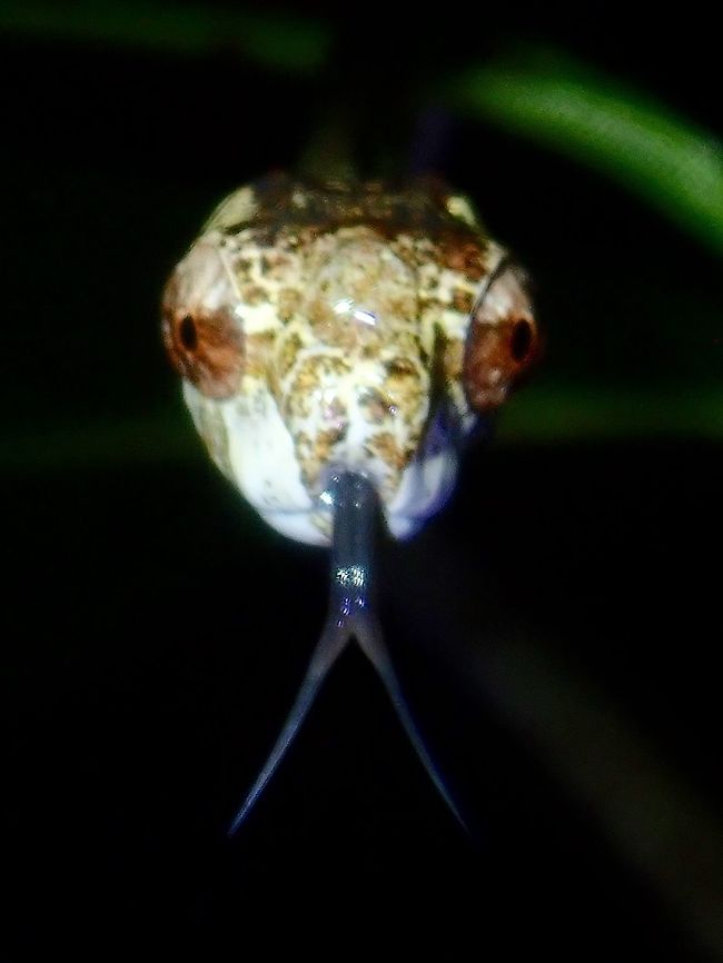Forked Tongue! First time to see this Blunthead Slug Snake - Aplopeltura boa in Philippines.<br />
They are harmless, and usually come out at night to hunt for snails/slugs. This one was about 0.5 meter in length, has thin body and its colouration makes it looks like a stick or small branch. Aplopeltura,Aplopeltura boa,Blunthead Slug Snake,Palawan,Philippines,Slug Snake,Snake