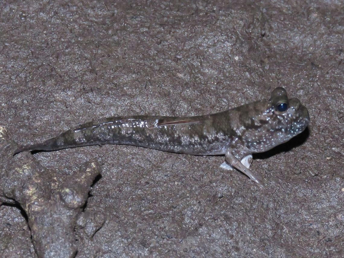 Mudskipper - Periophthalmus gracilis This Mudskipper are commonly seen at the Mangrove Swamp. Fish,Mudskipper,Palawan,Periophthalmus gracilis,Philippines