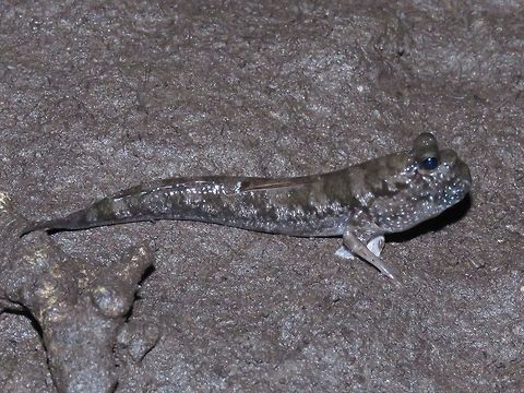 Mudskipper - Periophthalmus gracilis This Mudskipper are commonly seen at the Mangrove Swamp. Fish,Mudskipper,Palawan,Periophthalmus gracilis,Philippines