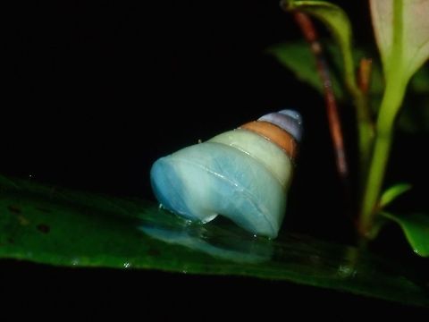 Rainbow Snail! The ID I managed to get for this beautiful & colourful Snail is from the genus Ganesella.
Apparently, the shell is translucent white, and the colors you see are from the internal parts.  I wonder when the Snail gets larger in size with more spirals, if it will have all the colours of rainbow :D Ganesella,Ganesella sp,Palawan,Philippines,Snail