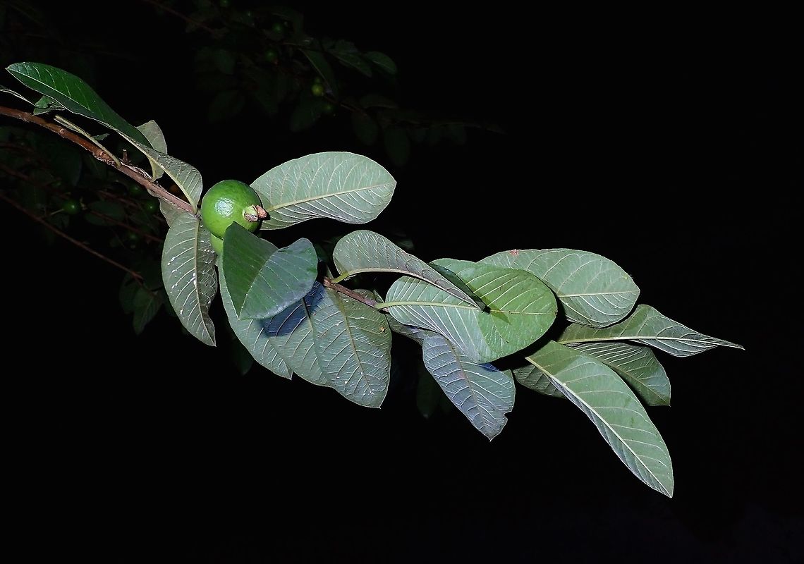 Guava Although they are not originally from South East Asia, they have become &#039;localised&#039; and can be commonly seen in gardens and in semi-forested areas. Aurora,Common Guava,Guava,Philippines,Psidium guajava
