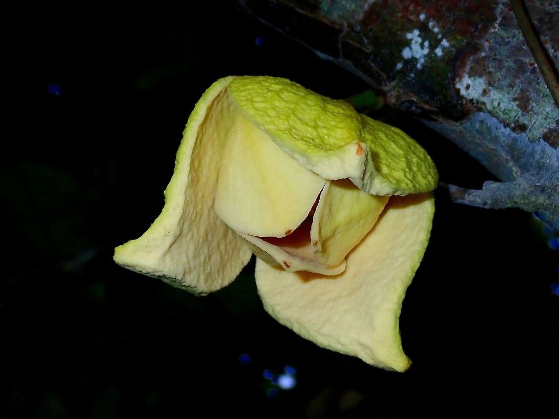 Flower of Soursop Not a native plant in Philippines, originally from Caribbean &amp; Central America, this fruit tree are sometimes cultivated by local farmers or planted in the garden.  They can sometimes be seen in semi-forested areas. Annona muricata,Aurora,Flower,Philippines,Soursop
