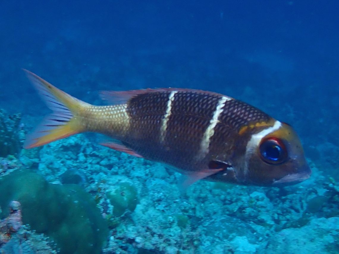 Humpnose Bigeye Bream - Monotaxis grandoculis This is the sub-adult phase of a Monotaxis grandoculis which is black to gray to brown back gradiating to pale underside; 4 bars of seen in juveniles fades with age, head and read bar fade first, middle bars also disappear on large adult; black spot on base of pectoral fin. Bream,Fish,Humpnose Bigeye Bream,Monotaxis grandoculis,Palawan,Philippines