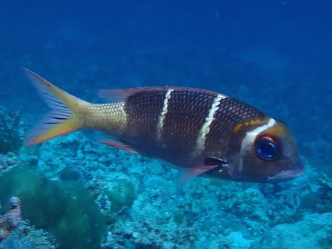 Humpnose Bigeye Bream - Monotaxis grandoculis This is the sub-adult phase of a Monotaxis grandoculis which is black to gray to brown back gradiating to pale underside; 4 bars of seen in juveniles fades with age, head and read bar fade first, middle bars also disappear on large adult; black spot on base of pectoral fin. Bream,Fish,Humpnose Bigeye Bream,Monotaxis grandoculis,Palawan,Philippines