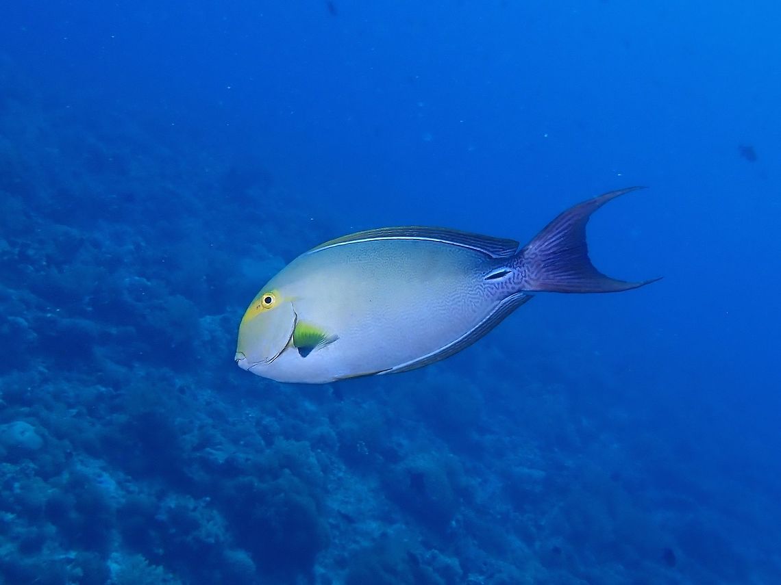 Yellowfin Surgeonfish - Acanthurus xanthopterus  Acanthurus xanthopterus,Fish,Palawan,Philippines,Surgeonfish,Yellowfin Surgeonfish