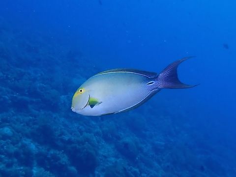 Yellowfin Surgeonfish - Acanthurus xanthopterus  Acanthurus xanthopterus,Fish,Palawan,Philippines,Surgeonfish,Yellowfin Surgeonfish