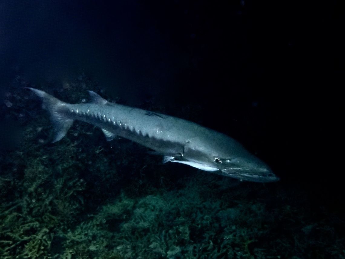 Giant Barracuda - Sphyraena barracuda Saw this Giant Barracuda during a night dive, it was at least 1.5 meters in length and was hunting reef fishes.<br />
One of my buddy, a female diver got freaked out seeing the &#039;scene&#039; and requested to end the dive! Barracuda,Fish,Great Barracuda,Palawan,Philippines,Sphyraena barracuda