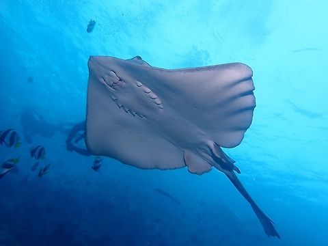 Cowtail Stingray - Pastinachus sephen The Cowtail Stingray - Pastinachus sephen has uniform dark brown to black; rounded snout and 'wing' tips, broad fleshy tail with single spine and flattened tip. Cowtail Stingray,Fish,Maldives,Pastinachus sephen,Ray,Stingray