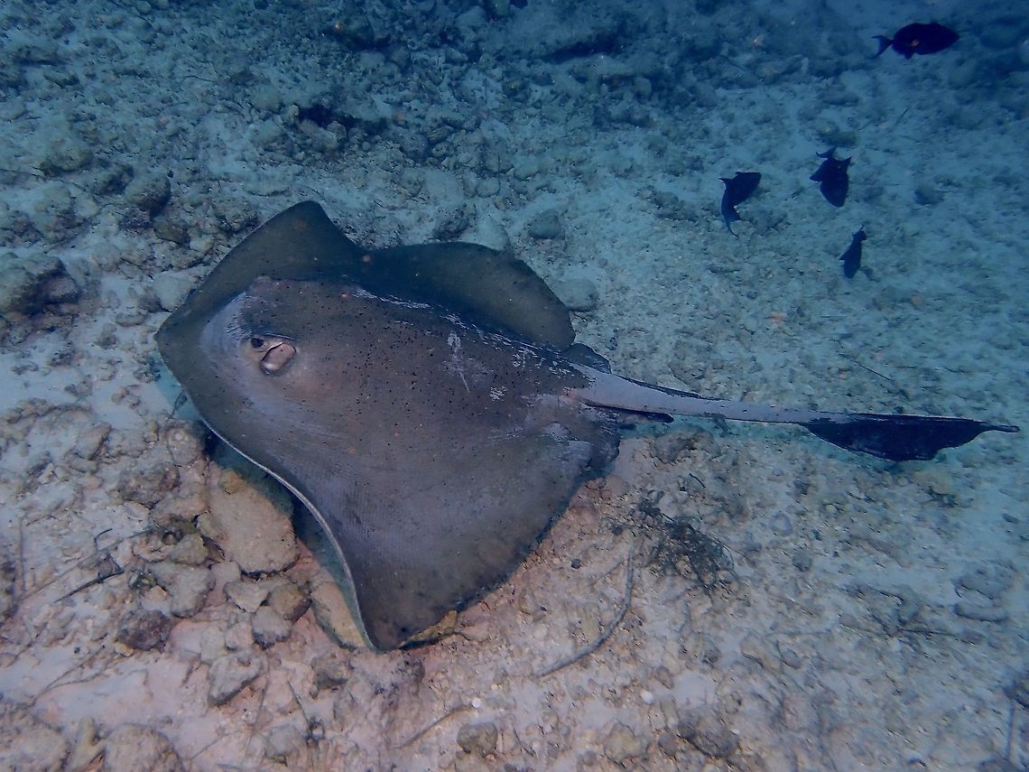 Cowtail Stingray - Pastinachus sephen The Cowtail Staingray - Cowtail Stingray - Pastinachus sephen may looks similar to the Jenkin's Whipray at a glance but can be differentiated and identified based on its tail. Cowtail stingray,Fish,Maldives,Pastinachus sephen,Ray,Stingray