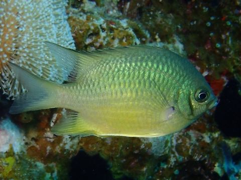Batuna's Damselfish - Amblyglyphidodon batunai The Batuna's Damselfish - Amblyglyphidodon batunai is whitish often with greenish sheen and silvery reflections on forehead and back, upper edge of tail base blackish and white ventral fins. Amblyglyphidodon batunai,Batuna's Damselfish,Damselfish,Fish,Maldives