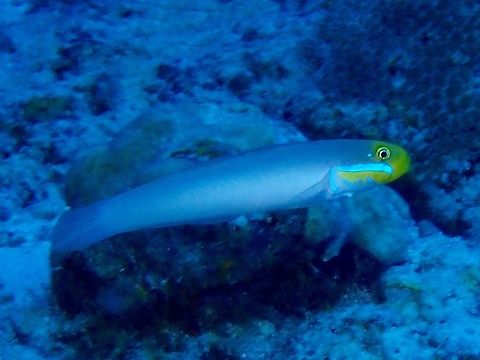 Golden-head sleeper goby