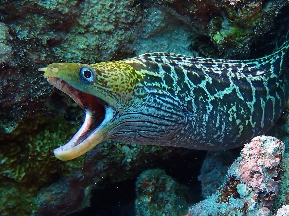 Undulated Moray - Gymnothorax undulatus The Undulated Moray - Gymnothorax undulatus is pale brown to yellowish brown to brown with close-set irregular dark brown blotches and small spots, blotches often merge to form irregular bars rear body and fins. Eel,Fish,Gymnothorax undulatus,Maldives,Moray,Moray Eel,Undulated Moray