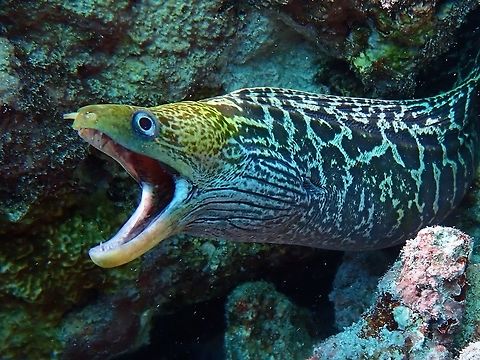 Undulated Moray - Gymnothorax undulatus The Undulated Moray - Gymnothorax undulatus is pale brown to yellowish brown to brown with close-set irregular dark brown blotches and small spots, blotches often merge to form irregular bars rear body and fins. Eel,Fish,Gymnothorax undulatus,Maldives,Moray,Moray Eel,Undulated Moray