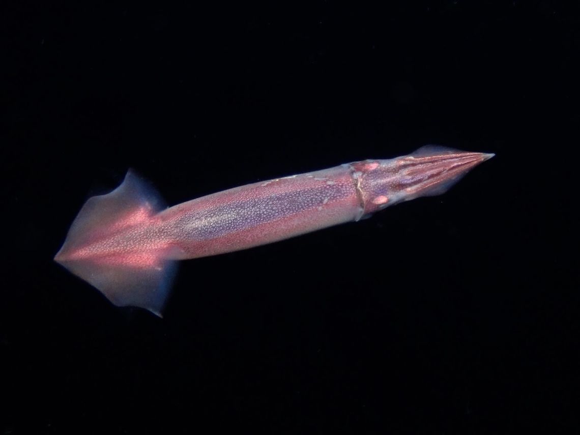 Little Flying Squid - Todarodes pusillus Not definitely sure of its exact species, its a Flying Squid, possibly Little Flying Squid - Todarodes pusillus based on the location of the sighting.<br />
<br />
There are 5 known Flying Squid species :<br />
1. Angolan Flying Squid (Todarodes angolensis) - from south eastern Atlantic Ocean<br />
2. Antarctic Flying Squid (Todarodes filipovae) - with circumglobal distribution in the Southern Ocean south of 35&deg;S<br />
3. Japanese Flying Squid (Todarodes pacificus) - from Northern Pacific Ocean down to Vietnam<br />
4. Little Flying Squid (Todarodes pusillus) - from Northern Australia to South Philippines (Mindanao)<br />
5. European Flying Squid (Todarodes sagittatus) - from Eastern Atlantic Ocean and the Mediterranean Sea<br />
<br />
This picture was taken during a night dive off the reef, in what we called, Black Water Dive, hovering in the open ocean column with depths of 50 meters to several hundred meters. Flying Squid,Little Flying Squid,Palawan,Philippines,Squid,Todarodes pusillus