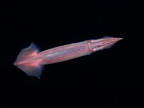 Little Flying Squid - Todarodes pusillus Not definitely sure of its exact species, its a Flying Squid, possibly Little Flying Squid - Todarodes pusillus based on the location of the sighting.

There are 5 known Flying Squid species :
1. Angolan Flying Squid (Todarodes angolensis) - from south eastern Atlantic Ocean
2. Antarctic Flying Squid (Todarodes filipovae) - with circumglobal distribution in the Southern Ocean south of 35°S
3. Japanese Flying Squid (Todarodes pacificus) - from Northern Pacific Ocean down to Vietnam
4. Little Flying Squid (Todarodes pusillus) - from Northern Australia to South Philippines (Mindanao)
5. European Flying Squid (Todarodes sagittatus) - from Eastern Atlantic Ocean and the Mediterranean Sea

This picture was taken during a night dive off the reef, in what we called, Black Water Dive, hovering in the open ocean column with depths of 50 meters to several hundred meters. Flying Squid,Little Flying Squid,Palawan,Philippines,Squid,Todarodes pusillus