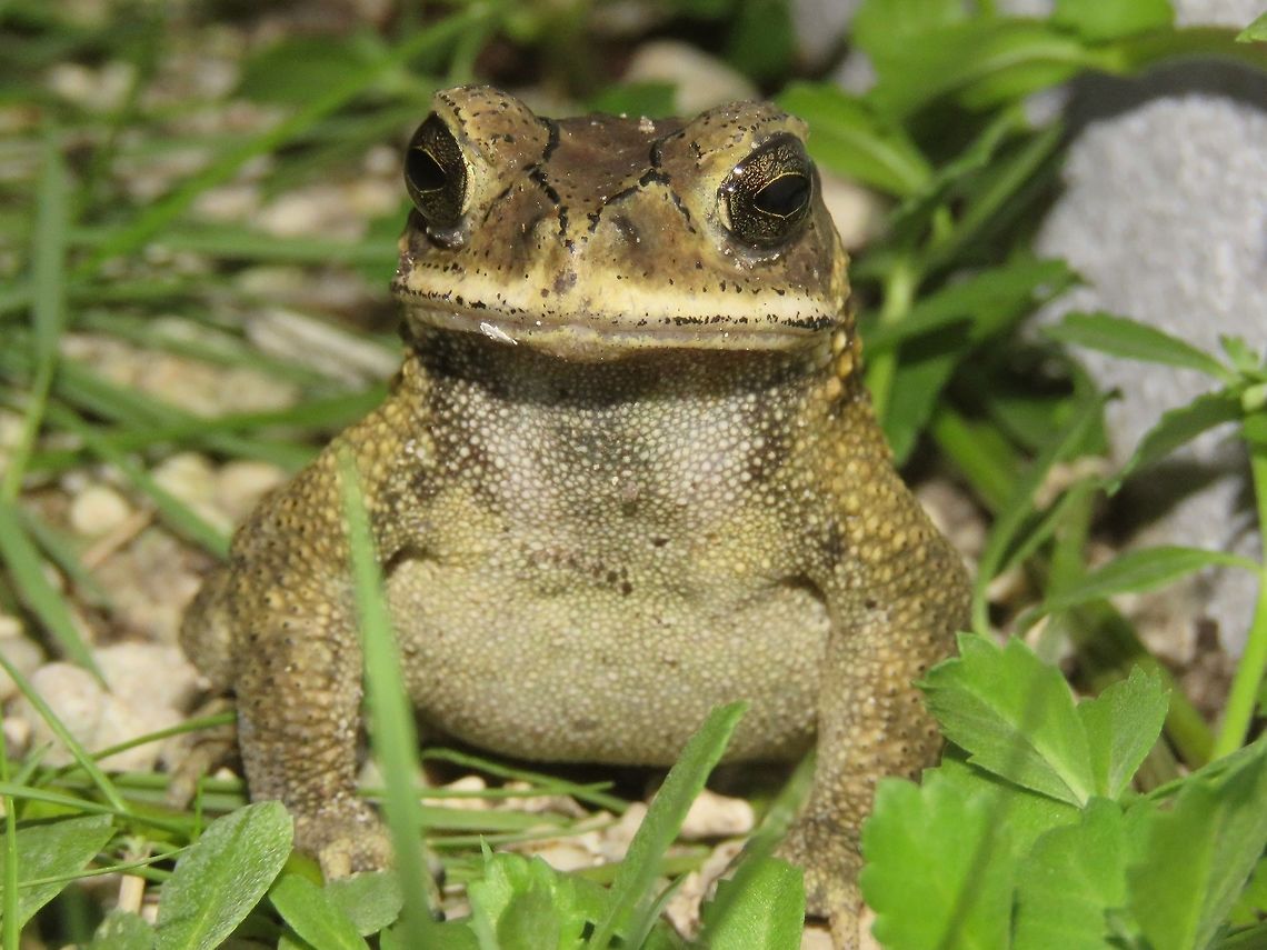 Asian Common Toad - Duttaphrynus melanostictus                                 Asian Common Toad,Duttaphrynus melanostictus,Maldives,Toad