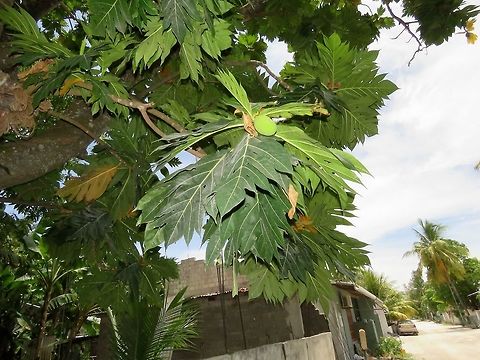 Breadfruit - Artocarpus altilis The Breadfruit - Artocarpus altilis originates from the South Pacific and introduced to other parts of the world by British and French navigators.  This Breadfruit tree was seen at Fuvahmulah Island, its quite a widespread tree on this island. Artocarpus altilis,Breadfruit,Fuvahmulah,Maldives,Tree