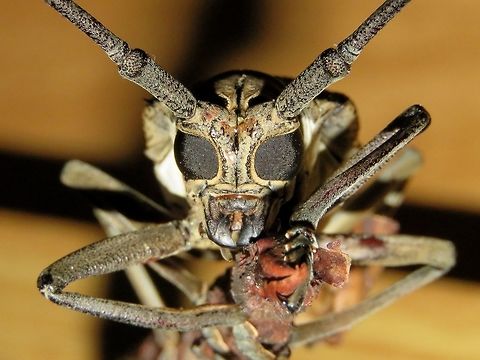 Look into my eyes The compound eyes of the Longhorn Beetle makes an interesting macro photography.

This is the picture showing the full Beetle :

https://www.jungledragon.com/image/64498/longhorn_beetle.html Batocera rufomaculata,Beetle,Fuvahmulah,Longhorn Beetle,Maldives,Mango stem borer