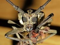 Look into my eyes The compound eyes of the Longhorn Beetle makes an interesting macro photography.<br />
<br />
This is the picture showing the full Beetle :<br />
<br />
https://www.jungledragon.com/image/64498/longhorn_beetle.html Batocera rufomaculata,Beetle,Fuvahmulah,Longhorn Beetle,Maldives,Mango stem borer