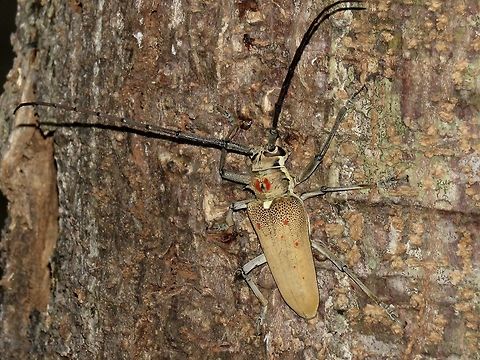 Longhorn Beetle - Batocera rufomaculata This Longhorn Beetle is quite large size, around 4 cm in body size.
They are considered a pest in Maldives.
This picture shows their large beautiful compound eyes :
https://www.jungledragon.com/image/64497/look_into_my_eyes.html Batocera rufomaculata,Beetle,Fuvahmulah,Longhorn Beetle,Maldives,Mango Stem Borer