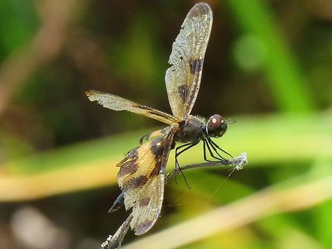 Dragonfly Dragonfly seen on Fuvahmulah Island. Dragonfly,Fuvahmulah,Maldives