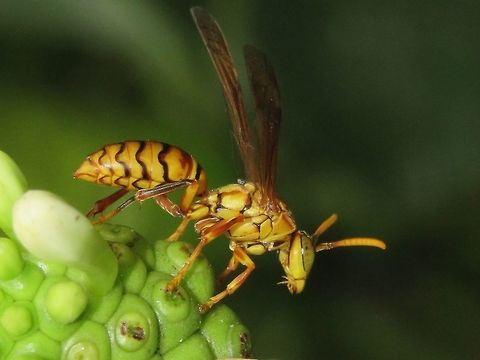 Yellow Oriental Paper Wing Wasp - Polistes olivaceus Wasp, seen on Fuvahmulah Island. Fuvahmulah,Maldives,Oriental Paper Wasp,Paper Wasp,Polistes olivaceus,Wasp,Yellow Oriental Paper Wasp