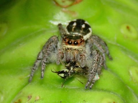 Having a meal A small sized Jumping Spider, seen having a meal on Fuvahmulah Island

Update : Genus Marpissa Fuvahmulah,Jumping Spider,Maldives,Marpissa,Marpissa sp,Spider