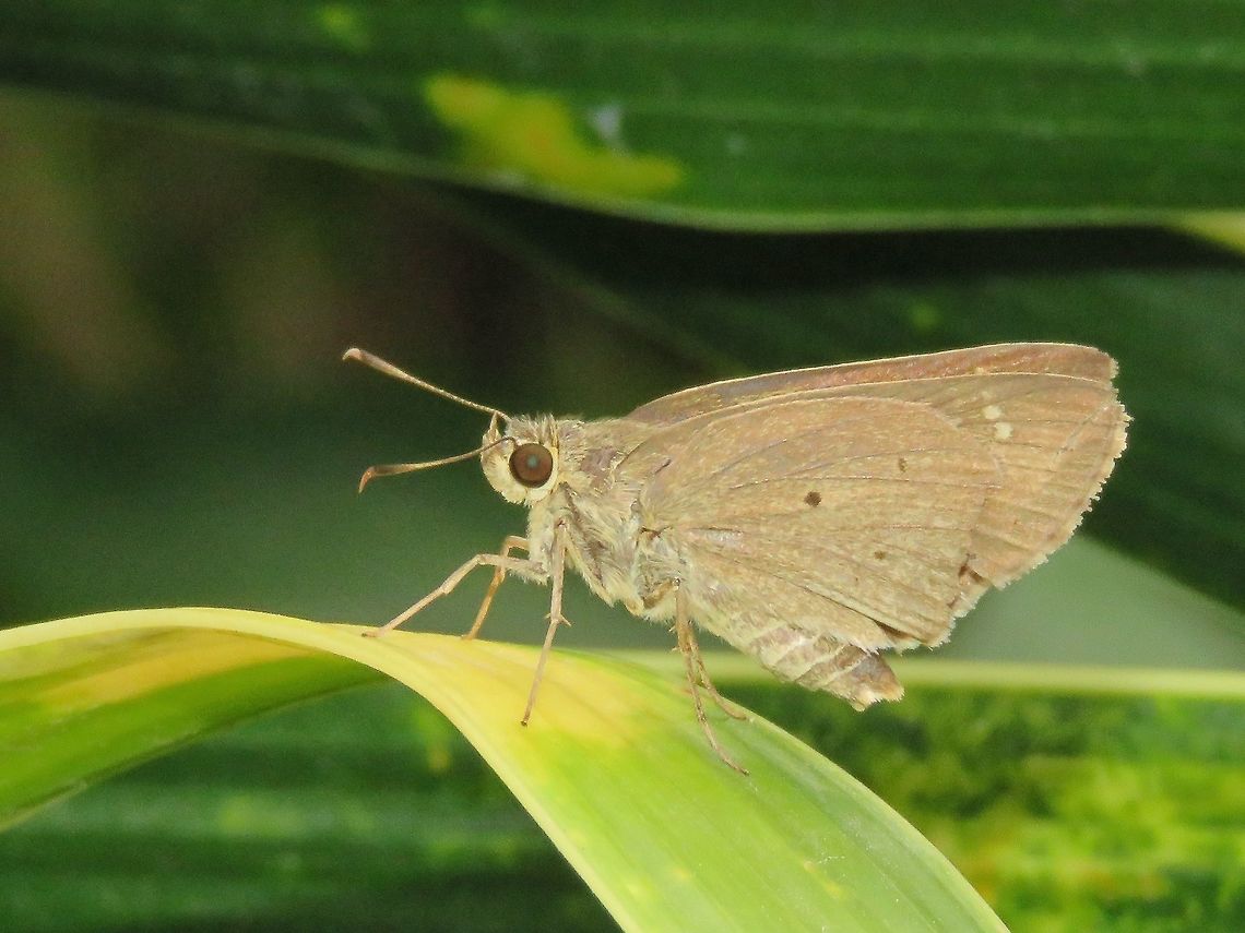 Skipper - Borbo cinnara Skipper Butterfly, seen on the island of Fuvahmulah                                Borbo cinnara,Butterfly,Formosan Swift,Fuvahmulah,Maldives,Rice Swift