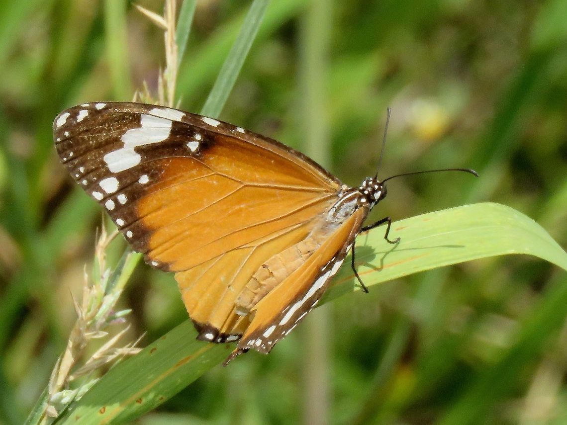 Plain Tiger - Danaus chrysippus                                 African Monarch,Butterfly,Danaus chrysippus,Fuvahmulah,Maldives,Plain Tiger