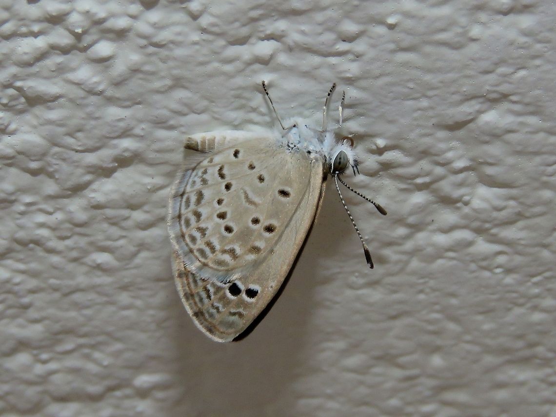 Gram Blue - Euchrysops cnejus Butterfly, seen on Fuvahmulah Island.                                Butterfly,Euchrysops cnejus,Fuvahmulah,Gram Blue,Lycaenid,Maldives