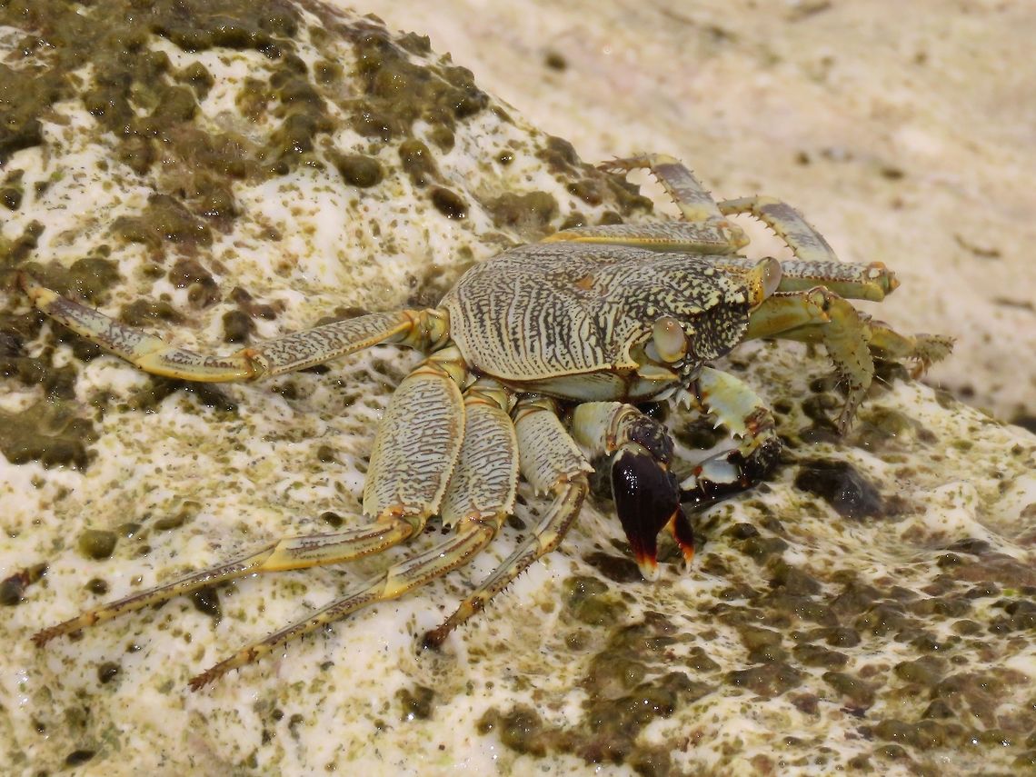 Swift-Footed Rock Crab - Grapsus albolineatus This Swift-Footed Rock Crab - Grapsus albolineatus are often seen scurrying around rocky beach. Crab,Fuvahmulah,Grapsus albolineatus,Maldives,Swift-Footed Rock Crab