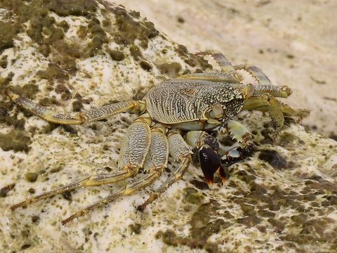 Swift-Footed Rock Crab - Grapsus albolineatus This Swift-Footed Rock Crab - Grapsus albolineatus are often seen scurrying around rocky beach. Crab,Fuvahmulah,Grapsus albolineatus,Maldives,Swift-Footed Rock Crab