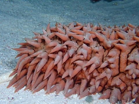 Pineapple Sea Cucumber Close-up showing details of Pineapple Sea Cucumber - Thelenota ananas Palawan,Philippines,Pineabpple Sea Cucumber,Sea Cucumber,Thelenota ananas