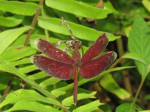 Red Grasshawk Dragonfly - Neurothemis fluctuans                                 Dragonfly,Malaysia,Neurothemis fluctuans,Red Grasshawk,Sabah,Tawau