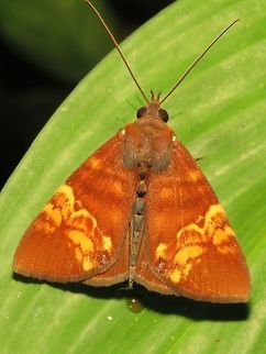 Moth Moth with interesting markings on its wings. Malaysia,Moth,Sabah,Tawau