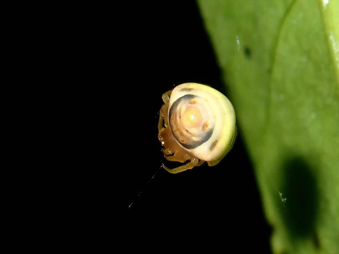 Mimic Cyrtarachne Orb Weaver Spider A very small sized Spider, supposedly a rarity.  I was only able to take just this one picture of it as after that, it fell down to the ground and I lost it :( Cyrtarachne conica,Malaysia,Mimic Cyrtarachne,Orb Weaver Spider,Sabah,Spider,Tawau