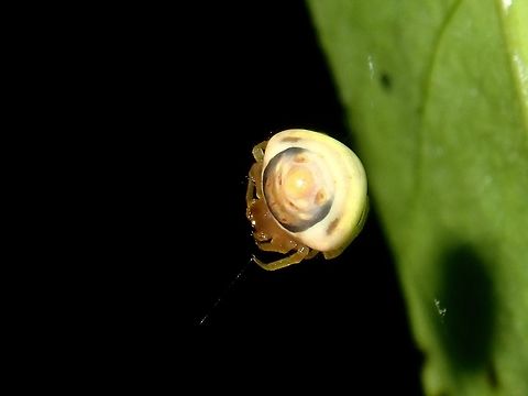 Mimic Cyrtarachne Orb Weaver Spider A very small sized Spider, supposedly a rarity.  I was only able to take just this one picture of it as after that, it fell down to the ground and I lost it :( Cyrtarachne conica,Malaysia,Mimic Cyrtarachne,Orb Weaver Spider,Sabah,Spider,Tawau