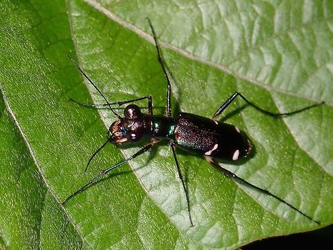 Tiger Beetle Not definitely certain, the closest ID seems to be Thopeutica cf. aenula Batangas,Beetle,Philippines,Thopeutica aenula,Tiger Beetle