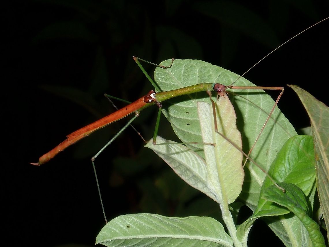 Stick Insect, Phasmid - Rhamphosipyloidea sp Female Phasmid from the genus Rhamphosipyloidea, possibly a yet to be described species. Luzon,Phasmatodea,Phasmid,Philippines,Rhamphosipyloidea,Rhamphosipyloidea sp,Stick Insect