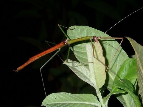 Stick Insect, Phasmid - Rhamphosipyloidea sp Female Phasmid from the genus Rhamphosipyloidea, possibly a yet to be described species. Luzon,Phasmatodea,Phasmid,Philippines,Rhamphosipyloidea,Rhamphosipyloidea sp,Stick Insect