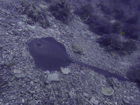 Cowtail Stingray - Pastinachus sephen Saw this Cowtail Stingray - Pastinachus sephen during a dive resting on the rubble bottom but didn't get to take too many pics of it as while taking this pic, noticed at the back, several Manta Rays showed up :D Cowtail stingray,Palawan,Pastinachus sephen,Philippines,Stingray