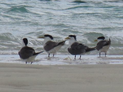 Sooty Tern - Onychoprion fuscatus                                 Bird,Onychoprion fuscatus,Palawan,Philippines,Sooty tern