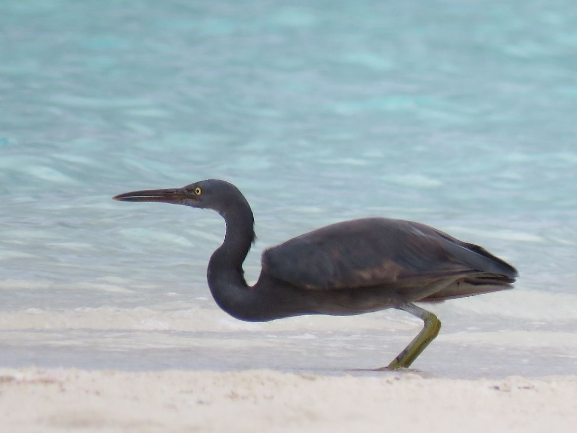Ready to strike                                 Bird,Eastern Reef Heron,Egretta sacra,Heron,Pacific Reef Heron,Palawan,Philippines